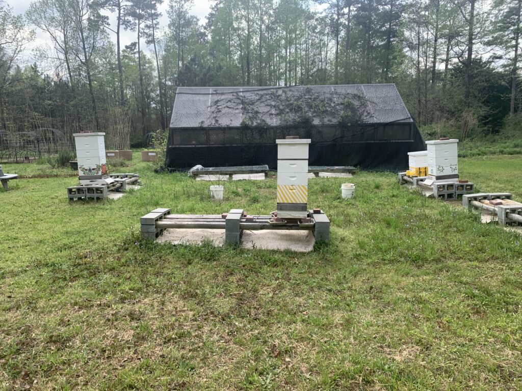 UWG’s on Campus Honeybee Colony Expands Following its 10-Year Long Success