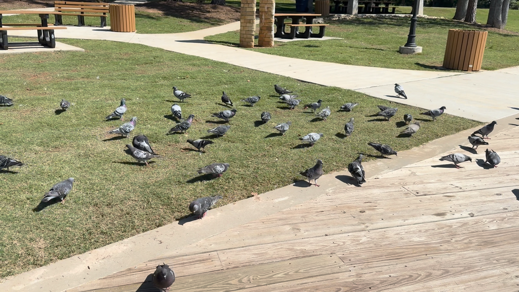 New Study Tracks Bird Collisions on Campus and Across Carroll County
